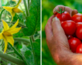 Geniální způsob jak zdvojnásobit úrodu okurek i rajčat!